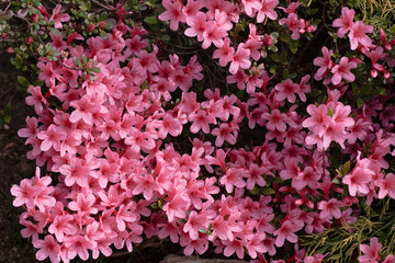 azalea japonica