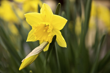 narciso in primavera