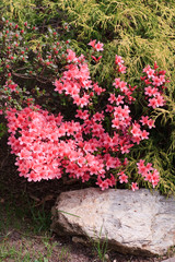 azalea japonica