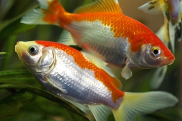 Goldfische