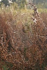 spinnennetz © Cornelia Kalkhoff