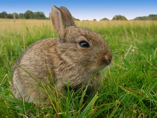 Rabbit
