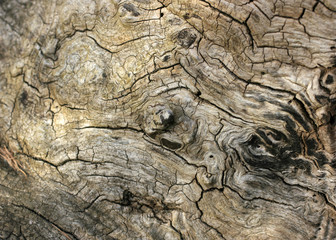 Holzmaserung - Wood grain