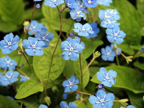 Blume namens Gamander-Ehrenpreis