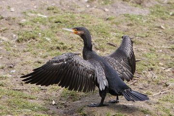 Kormoran