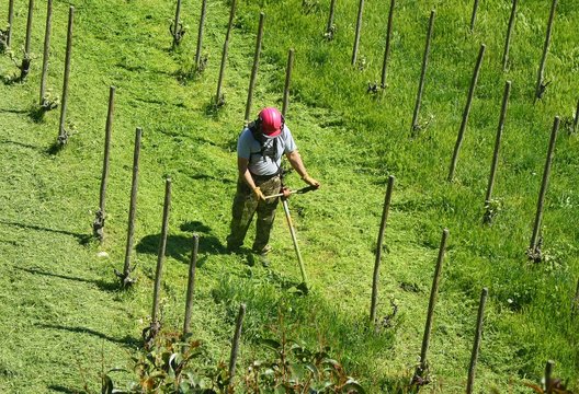 Coupeur d'herbe