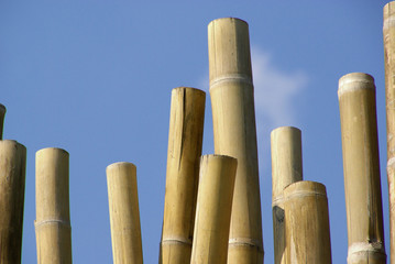 Bambusstange - bamboo cane 01