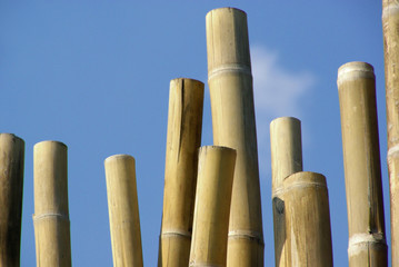 Bambusstange - bamboo cane 02