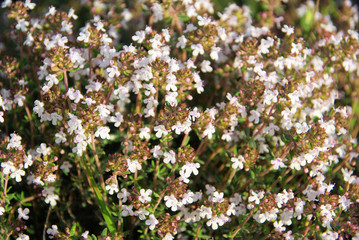 Thymian - thyme 01
