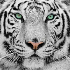 Crédence en verre imprimé Tigre tigre blanc