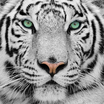 Fototapeta Fototapeta Zbliżenie na białego tygrysa o zielonych oczach ścienna