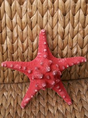 Czerwona rozgwiazda- red starfish