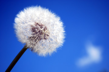 Obraz premium Soffio nel cielo