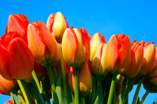 Beautiful Dutch tulips