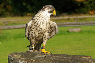 Models - Wanderfalke