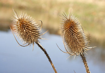 Beauty in nature