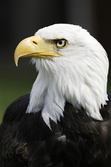 Der Wappenvogel