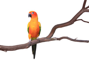 Fototapeta premium Single Sun Conure Parrot on a Tree Branch