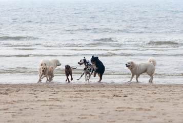 dogs playing at the beach
