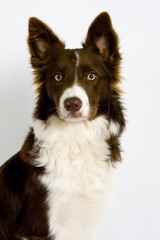 COllie8