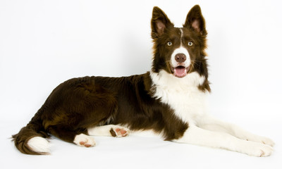 Collie6