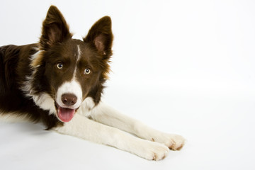 Collie4
