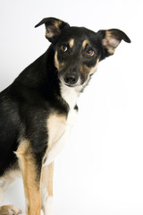 Dog Look
