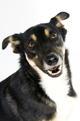 Dog Smile