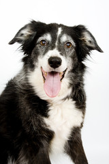 Old Happy Collie