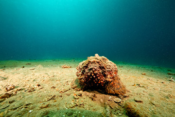 stonefish