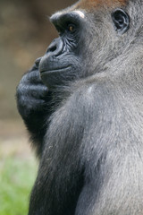 Western Lowland Gorillas