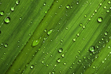 Water drops on leaves