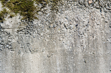 concrete wall with moss