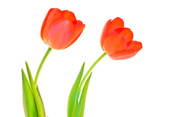 Two isolated tulips