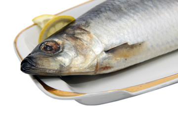 herring