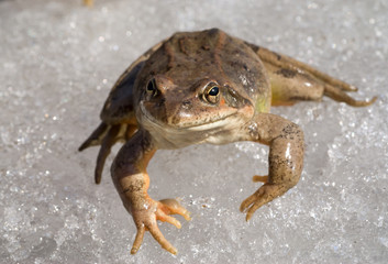 Frog on Ice 3