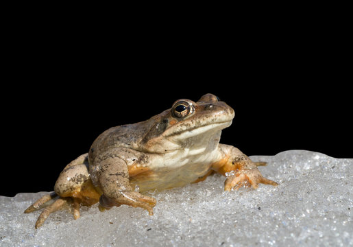 Frog on Ice 5