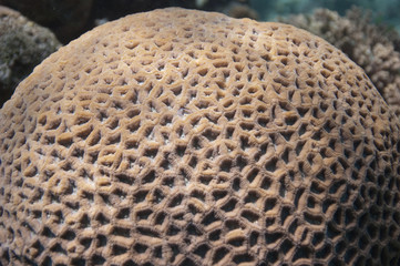 brain coral