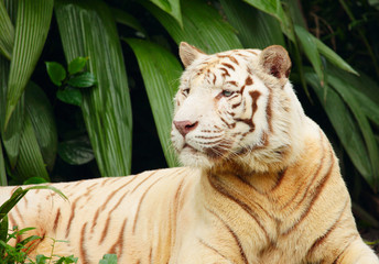 white tiger