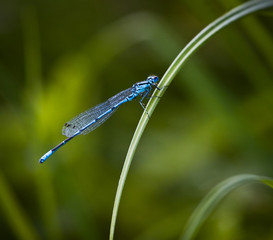 blue dragon-fly