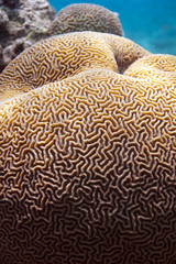 brain coral