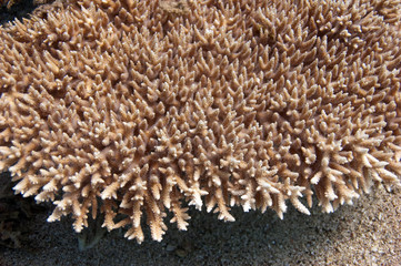 coral bush