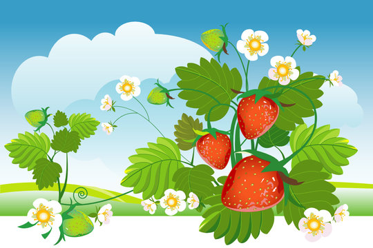 Strawberry