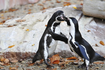 Pinguin