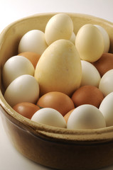 Uova d oca e gallina di varie dimensioni