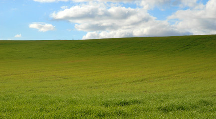 Obraz premium campos de trigo verde