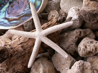 Biała rozgwiazda- White starfish - obrazy, fototapety, plakaty