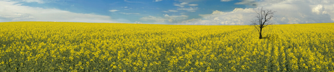 canola field