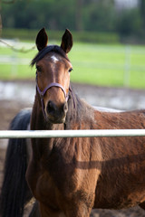 Fototapeta premium cavalli al paddock 14