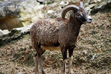 Le mouflon européen